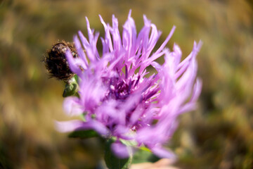 purple flowers growing on a rock, bell flower in summer nature