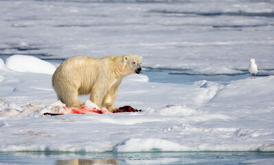 After the kill, polar bear eats the bloody seal