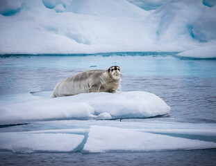 Bearded seal floats on piece of ice in the Artic waters near Svalbard.
