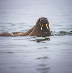 Large adult female walrus near Norway