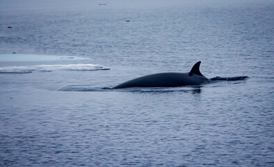 Fototapeta premium Minke whale glides through the water near the Arctic Circle