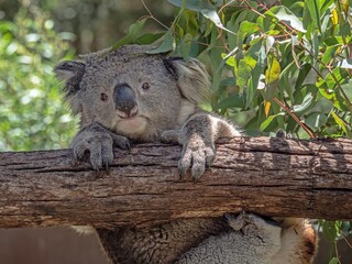 Koala Hanging On © david hutchinson