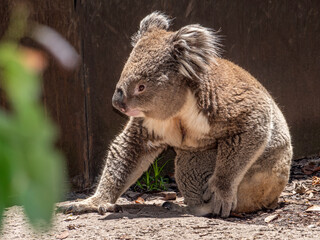 Koala On Ground Grabbing