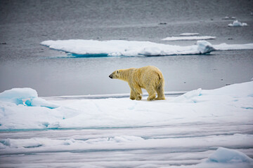 Polar bear walking left in the cold Arctic