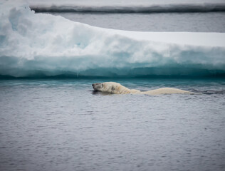 Swimming polar bear near the Arctic CircleSwimming polar bear near the Arctic Circle