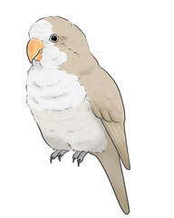 オキナインコ