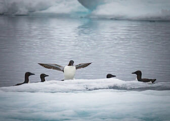 Thick billed Arctic Murres come up onto ice floe to rest