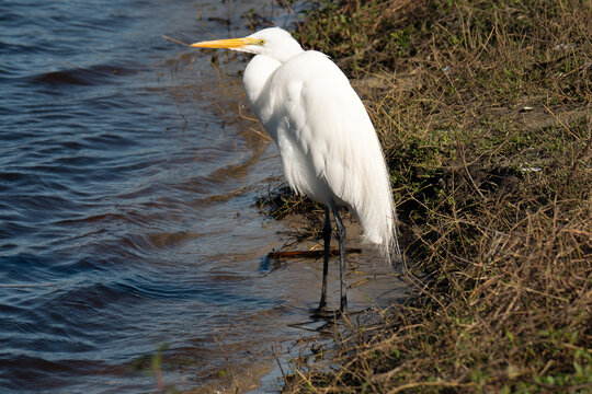 Great white egret tropical bird of southwest Florida Sarasota Myakka River State Park standing by water