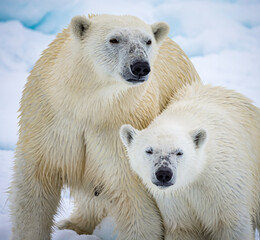 Young polar bear cub leans into his mother for protection