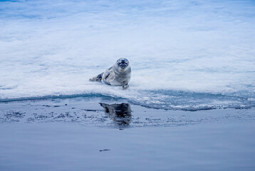 Young ringneck seal cub rests on ice near Arctic.