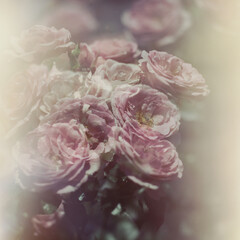 pink rose on vintage background