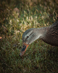 duck in the grass