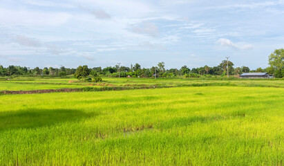 Fototapeta na wymiar Thai farmers grow rice for food