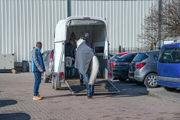 Auto trailer for transportation of horses . transportation livestock . Horse ready to go in van .