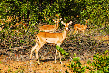 The female Impalas in Kruger national park in South Africa looking at you