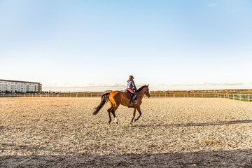 Horse riding. Young girl riding a horse