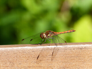 Dragonfly