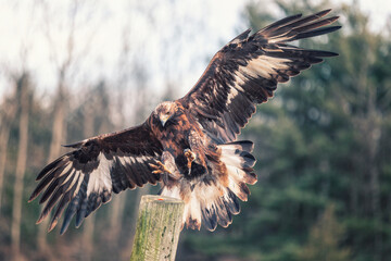 eagle in flight - 403708580