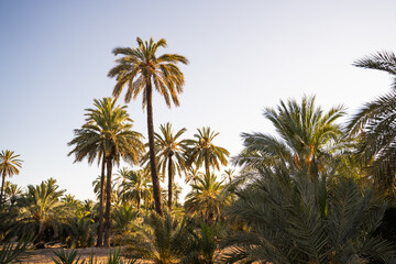 Tall palm trees in the midlle of a palm orchard at sunset in the city of Elche, Alicante, Spain. World Heritage.