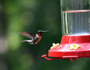North Carolina ruby throated hummingbird by feeder © Cathy