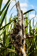 trunk