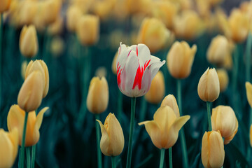 tulips in the garden - 403708786
