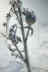 plants covered with snow and ice in winter, close-up, frost, snowy landscape in the background