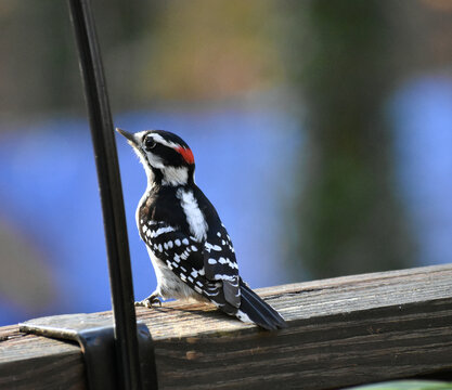 Baby Woodpecker" Images – Browse 30 Stock Photos, Vectors, and Video |  Adobe Stock