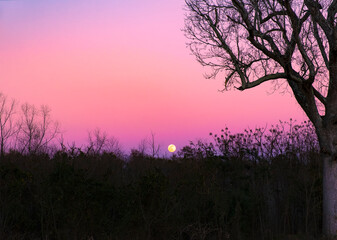 Obraz na płótnie Canvas Yellow Harvest Moon Rising In Beautiful Landscape