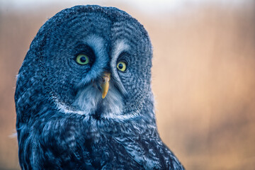 great grey owl - 403709101