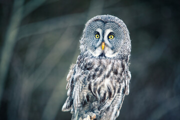 great grey owl - 403709115