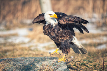 american bald eagle - 403709168