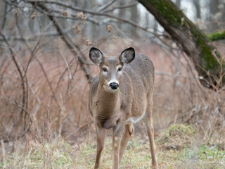 White-tailed Deer