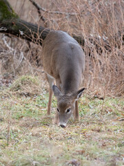 White-tailed Deer