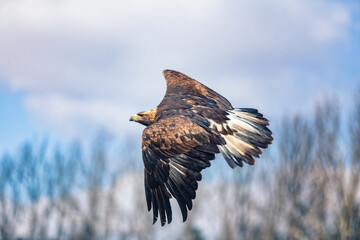 eagle in flight - 403709198