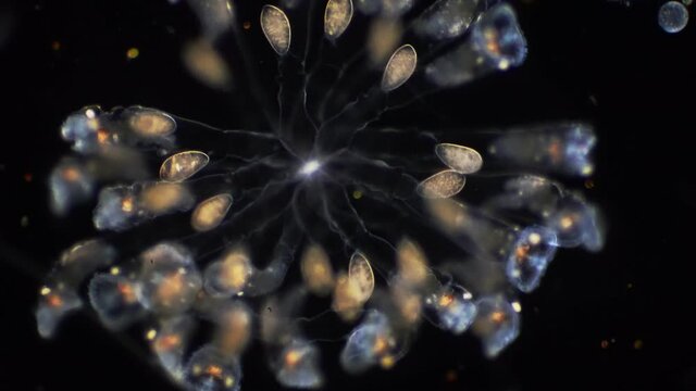The rotifer, Rotifera, commonly called wheel animals under the microscopic view for education.