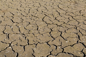 Dry ground as background. The concept of thirst, dehydration.