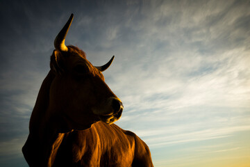 cow in the meadow of a farm at dawn looking to one side