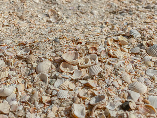 The texture of the seashell sandy beach on the seashore. Close-up, concept of tourism, summer vacation..