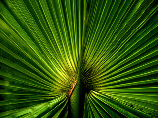 Close-up of a palm leaf. Dynamic, natural green background