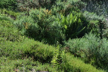 fern and heather