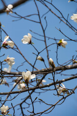 青空と白いコブシの花
