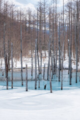 氷が溶け始めた青い池　美瑛町
