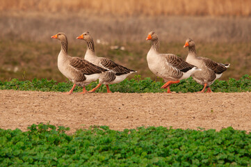 Grupo de ánsares en el campo.