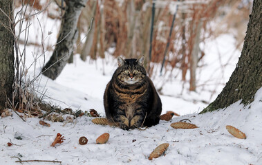 Eine dicke flauschige Katze sitzt im Winter zwischen zwei Bäumen im Schnee