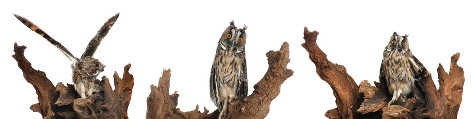 Collage with photos of beautiful eagle owl on white background. Banner design