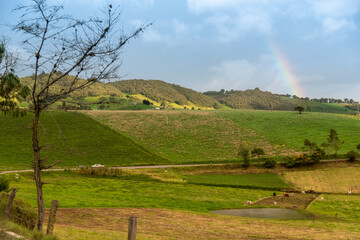 Country landscape with cows and a road in the department of Boyaca. Colombia. 