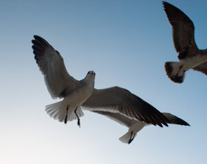 Gaviota posando en el cielo con sus alas extendidas