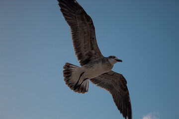 Una gaviota volando en el cielo con sus alas extendidas