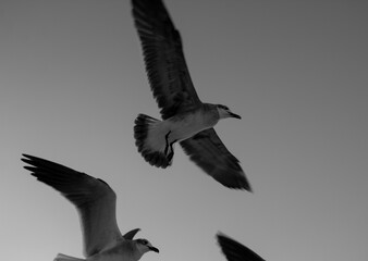 Gaviota volando en el cielo con alas extendidas, blanco y negro